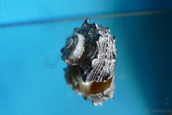 Angaria delphinus - 2