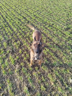 Belgický ovčák malinois fena s PP - 2