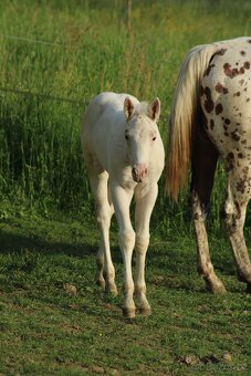 Appaloosa red few spot filly Cherry - 2