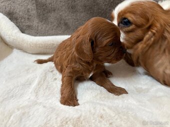 Cavapoo - 2