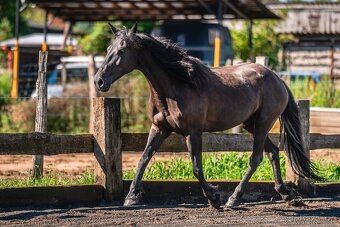 Klisna pony 147khv na rekreaci i sport - 2