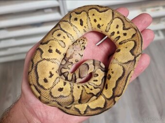Krajta Královská - 2