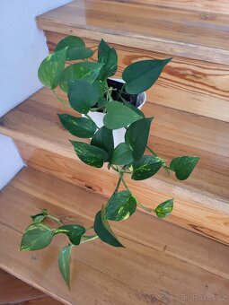 pokojové rostliny - 2