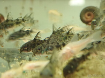 Pancéřníček skvrnitý - 2