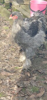 Kohout Brahmanka - 2