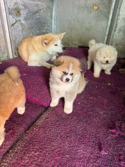 Štěňata Akita inu - 2