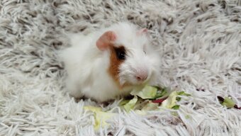 Morče, Morčata, Morčátko, Morčátka - DARWIN A MERLIN - 2