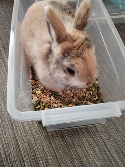 Zakrslý králík - 2