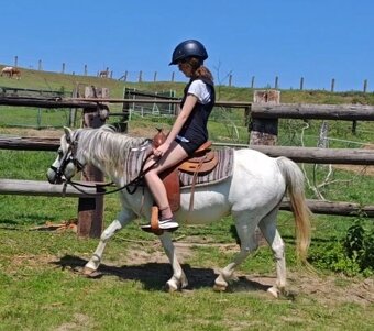 Welsh pony 120cm - 2