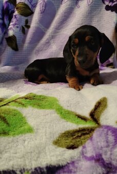 Jezevčík trpasličí hladkosrsty - 2