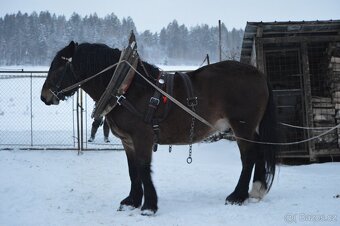 Prodám norického valacha - 2