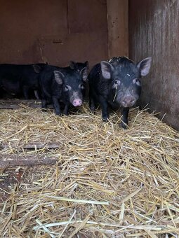 Vietnamská selata - 2