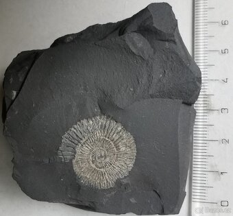 Amonit Dactylioceras commune - 2