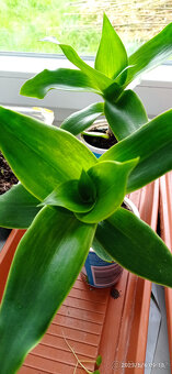 léčivá KALÍSIE vonná, ALOE - 2