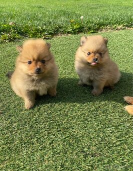 Pomeranian Boo - 2