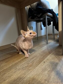Kanadský sphynx - 2