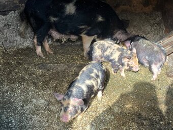 Selata kune kune - 2