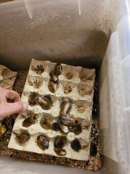 Šváb argentinský,prodej kolonie - 2