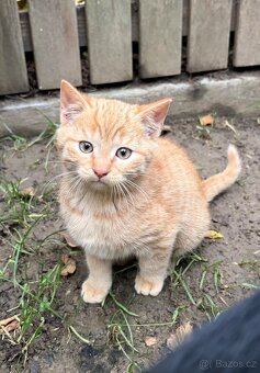 Daruji koťátka - 2