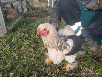 Prodám Brahmanky - 2