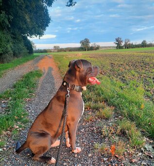American Bully XL-krytí - 2