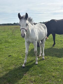 Hřebeček Appaloosa - 2