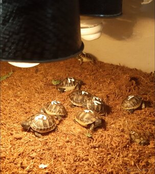 Želva zelenavá - 2