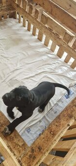 Cane corso X Německý ohař - 2