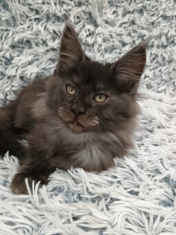 Mainská mývalí s PP - 2