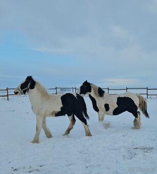 Hřebeček Irský Cob, Irish Cob - 2