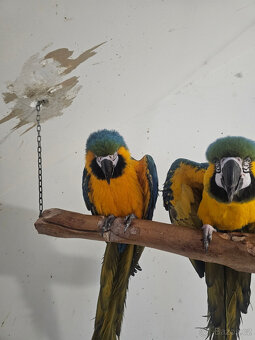 prodej ara ararauna chovný pár - 2