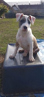 Štěně stafordšírský teriér - 2