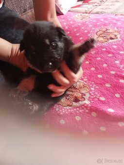 Štěňata husky křížení labrador - 2