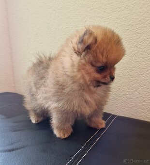 Pomeranian mini - 2