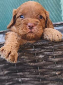 Cavapoo - 2