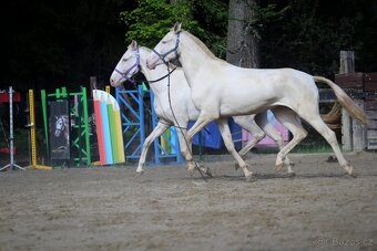 Čisté Lusitano s plným původem Masc cremello - 2