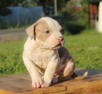 American Bully XL 🐾 - 2
