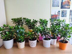 Pokojové rostliny Tlustice ( Crassula ovata) - 2