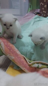 Koťátka ragdoll - 2