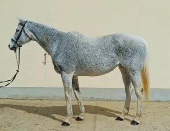 Krasavice A1/1 - 2