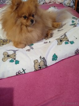 POMERANIAN - 2