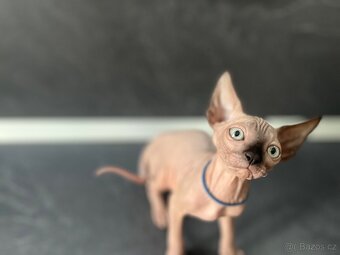 Sphynx - 2