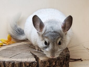 Činčila White Silver Avc - 2