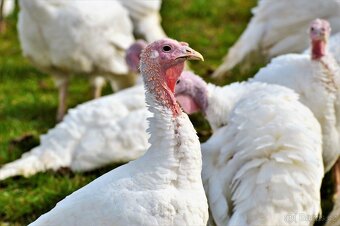 Vykrmené krůty a krocani.... - 2