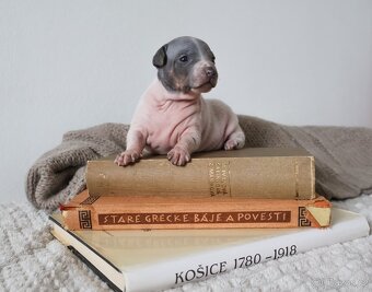 Americký bezsrsty terier - 2