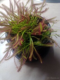 Masožravá rostlina drosera Kapská 1ks 4-5 cm - 2
