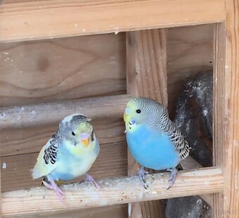 Andulka vlnkovana - 2