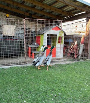 Kačeři indický běžec - 2