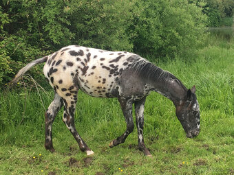 Appaloosa - klisna černý leopard - 2