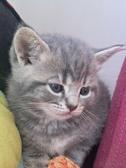 Whiskas - 2